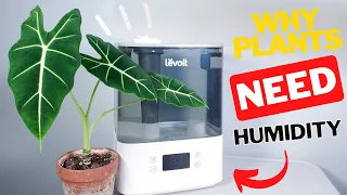 Is humidity important for houseplants? + humidifiers that I use