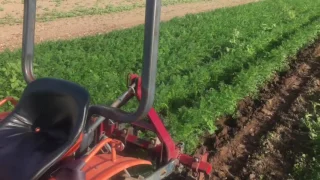 The results of finger weeding carrots.