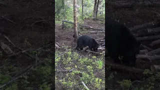 Kenneth connecting on a 350 Lb. Saskatchewan Black Bear. The hunt of a lifetime! 🏹🐻#TGR