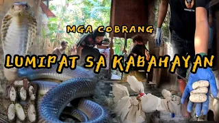 APAT NA COBRA AT MGA ITLOG NA NAGSIPISAAN #cobraking #cobraprince #tolcobra #cristurkz