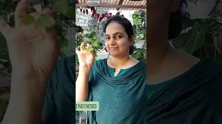 Make your own Tulsi Tea from your herb garden.