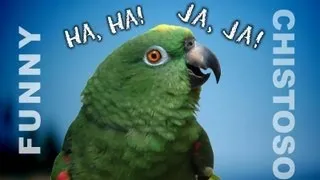 Funny Parrots Laughing - A must watch if you want to laugh!