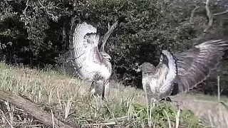 Common Buzzard fighting. Mäusebussarde kämpfen am Aas .