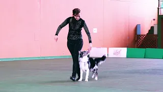 Django DogGymShake K9 Dancing competition