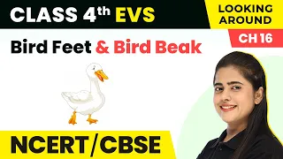 Bird Feet & Bird Beak - A Busy Month | Class 4 EVS