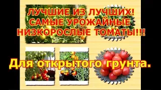 ЛУЧШИЕ ИЗ ЛУЧШИХ!САМЫЕ УРОЖАЙНЫЕ НИЗКОРОСЛЫЕ ТОМАТЫ!!!Для открытого грунта