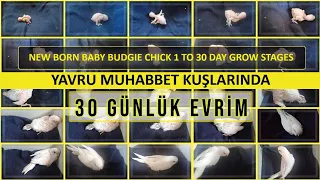 muhabbet kuşu yavrusunun 30 günlük gelişimi