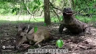 科莫多巨蜥，真是食肉动物中的扛把子，把羚羊肚子活生生咬出来！