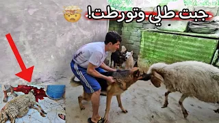 اشتريت الطلي بس ماتهنيت بي _ كلابي روك ولوسي عضنة _ عزمت كل شباب المنطقة!😔