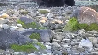 Голодный черный медведь ловит лососевых рыб.