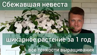 Гортензия СБЕЖАВШАЯ  НЕВЕСТА .Особенности выращивания и ухода.#Runaway Bride#