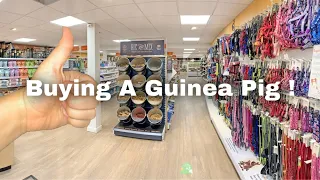 Buying A Guinea Pig