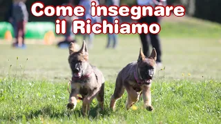 Come addestrare il tuo Cane a tornare al Richiamo - Addestramento Cani