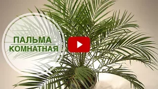 Пальма комнатная уход🌴  озеленение квартир с  хитсад