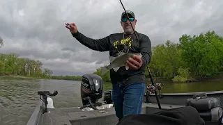 White Bass Fishing Illinois River 2024
