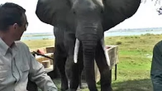 Пьяный смотритель парка издевается над слоном в заповеднике / За это он поплатился