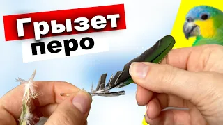 Самоощип у попугая 🦜 Как отличить самоощип от других заболеваний пера у попугайчика