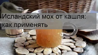 Исландский мох от кашля: как применять