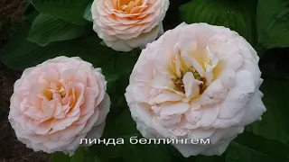 РОЗЫ нежных оттенков. Сорта подписаны. Описание под видео #розы #розынежныхоттенков