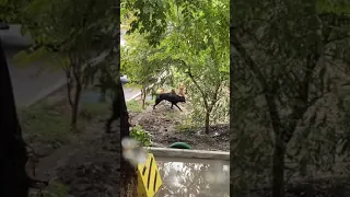 Бешенство у собак