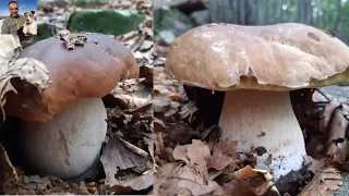 Third unpublished video of the series The wonderful porcini mushrooms of the park of a hundred lakes