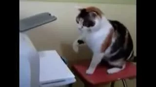 Прикол Кот против принтера..Funny cat vs. printer ....