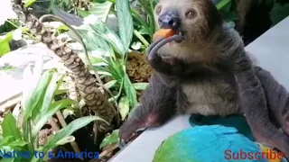 macaw & sloth