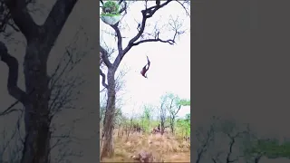The cheetah ran out of food from the trees #viral #wildlifemoments #deerhunting #shortsfeed #hunting