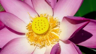 Tara Brach Leads a Guided Meditation: The RAIN of Self Compassion