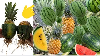 Watermelon with pineapple: Grafting Pineapple tree with watermelon To Has alot of fruit