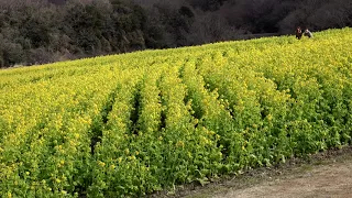 2018早春 菜の花まつり4K Early Spring Rape Flower Festival