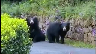 UNBELIEVABLE Bear Attack , CAUGHT ON CAMERA