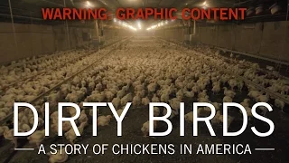 Original Fare - Dirty Birds: A Story of Chickens in America | Original Fare | PBS Food