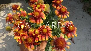 Gaillardia Flower / Blanket Flower. Gaillardia Plant Care