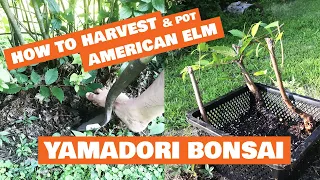 How to Harvest and Pot American Elm Trees from Nature for Yamadori Bonsai