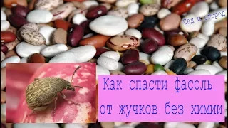 Как спасти фасоль от жучков без химии Сад и огород 077 выпуск