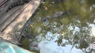 Pattaya Thailand Сrocodile zoo Крокодилы в зоопарке