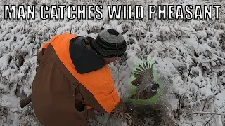 Man grabs wild pheasant  #pheasant #pheasanthunting #iowa