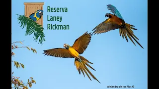 Laney Rickman Blue-throated Macaw Reserve update, Bolivia 2024
