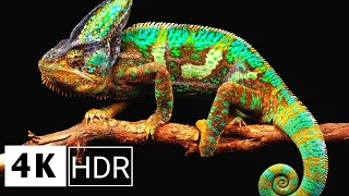 4k Hdr Chameleon Dolby Vision | Closer Look