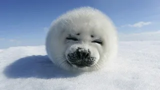 Cute and Funny Moments with 🥰 Seal Compilation : 10 Interesting Facts about Seal