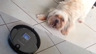 Roomba Attacks Dog