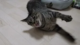 ※閲覧注意 ルルのてんかん発作の様子 対応は概要欄に　*Caution: Epileptic seizures in a cat