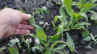 гербіциди 🌽 на малу🌽що буде на кукурудзу різниця по люцеркі кукурудза і по пшениці і кукурудза 🌽