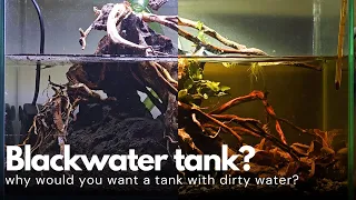 Blackwater? Don't you want your aquarium to have clear water? | Blackwater Wild Betta Hendra Tank #1