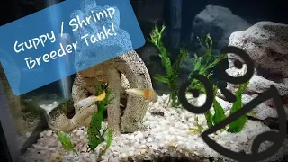 Guppy / Shrimp Breeder Tank - Setup and Tour