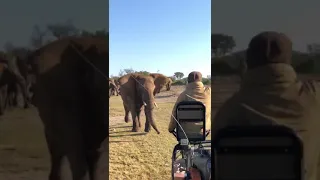 Elephant Chasing A man in a Car. Dangerous