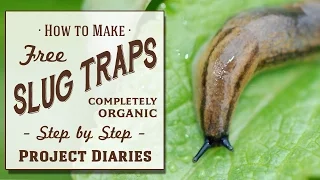 ★ How to: Make Free Slug Traps (A Complete Step by Step Guide)