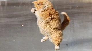 Funny Cats on ICE | Ice Skating Cats Compilation