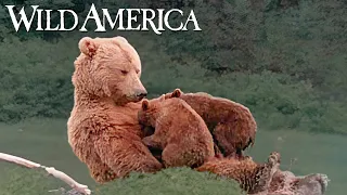 Wild America | S9 E7 Time of the Grizzly | Full Episode HD